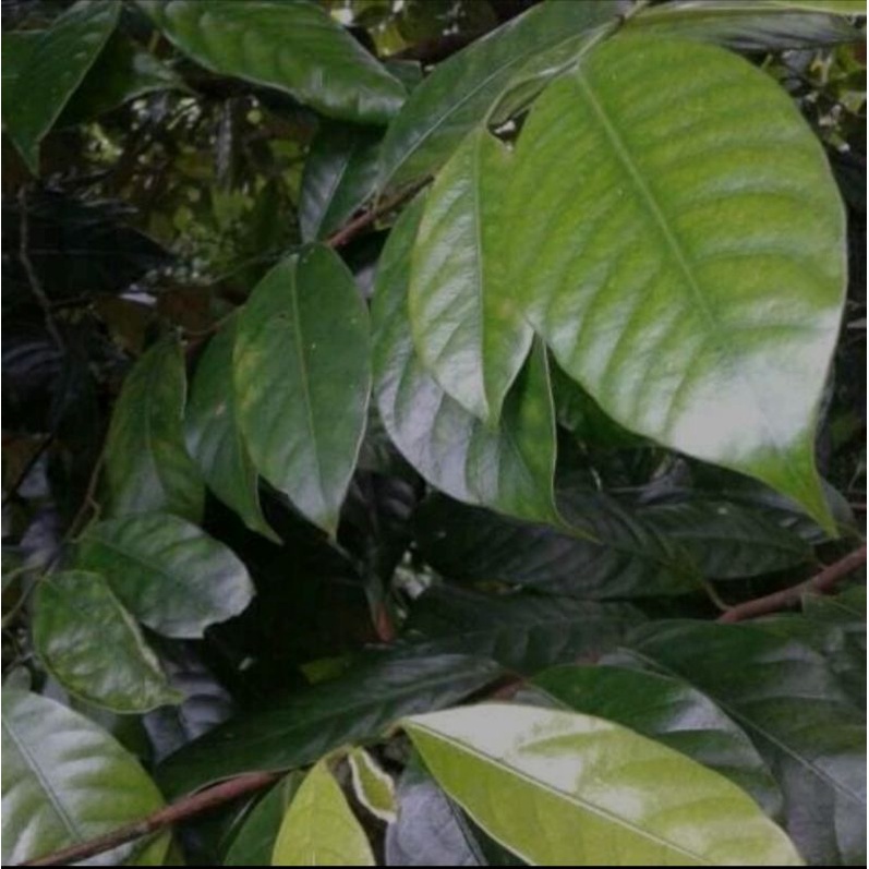 

Daun pala segar 200gram