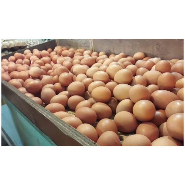 

Telur Eropa