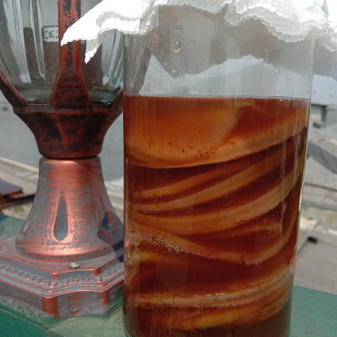 

TERMURAH scoby jamur kombucha Kode 38