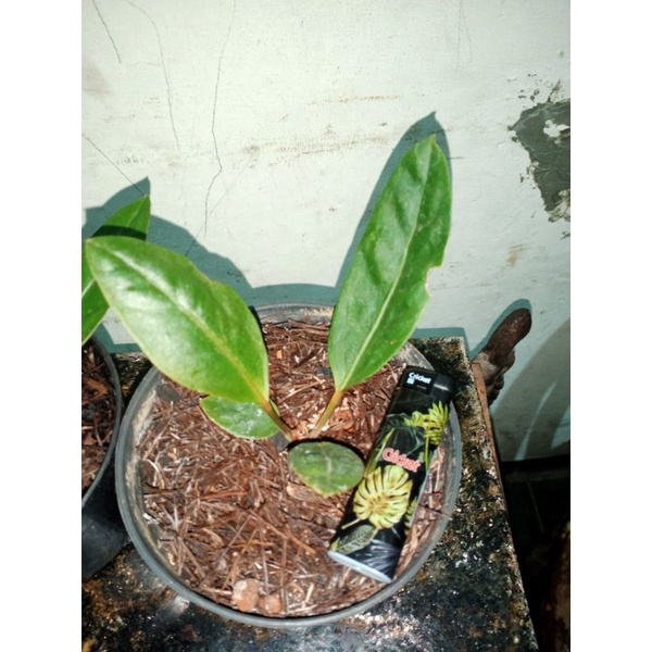 Anthurium Superboom classic - superboom klasik