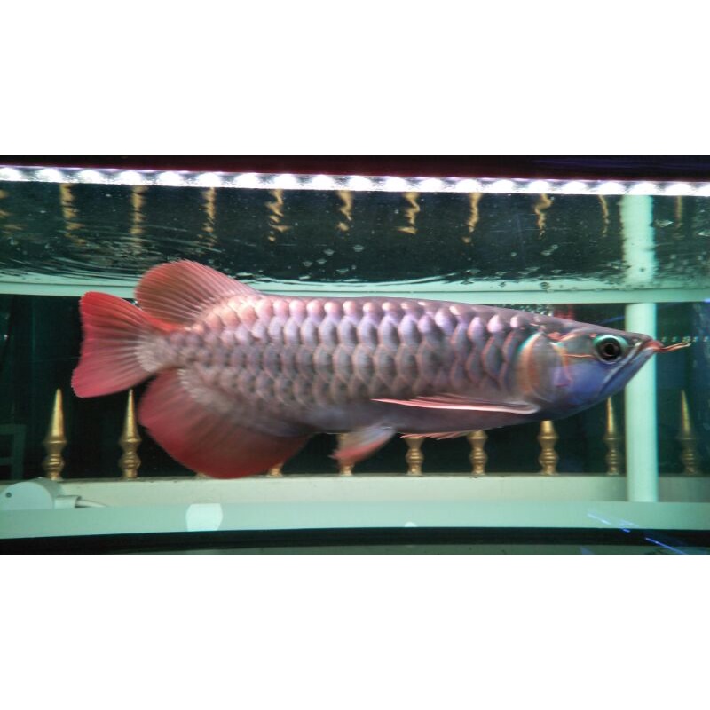 Arwana Super Red Good Quality