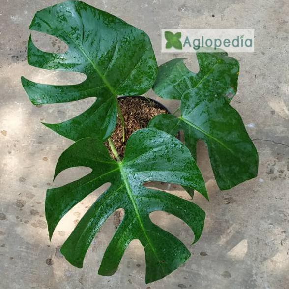 Wow Murah Meriah Monstera Deliciosa Tanaman Philodendron Monstera Shopee Indonesia