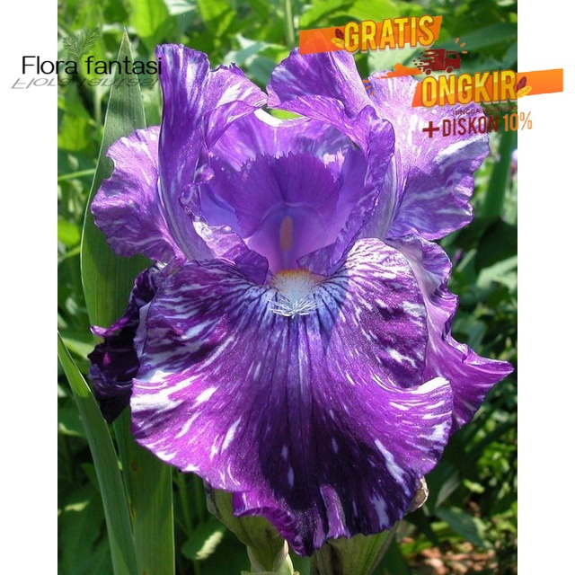 Tanaman hias hidup ANGGREK TANAH / BUNGA ANGGREK HIDUP MURAH / cymbidium purple sweet ( TANAMAN HIAS