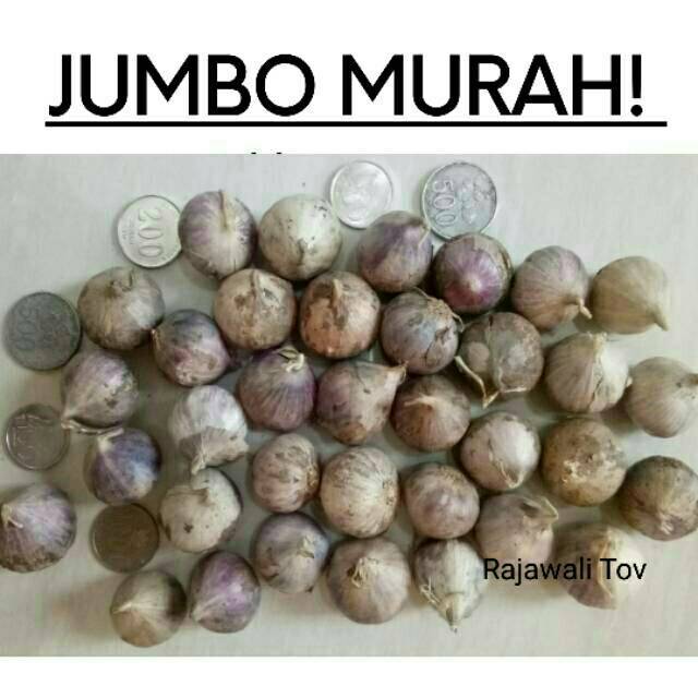 

1Kg Jumbo Super seKoin 500 Bawang Putih Tunggal TOV Bawang Lanang