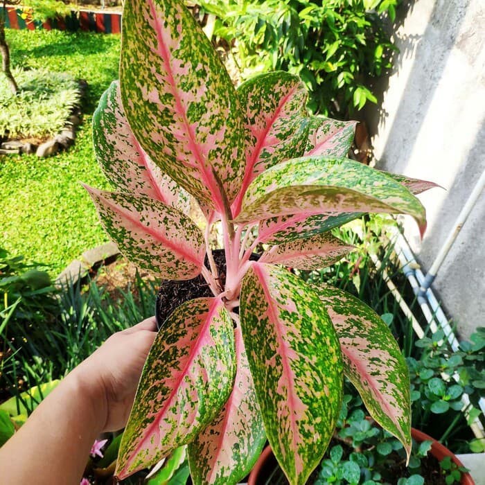 tanaman hias aglonema pink lady
