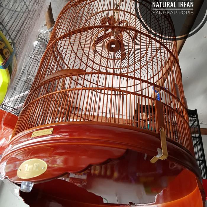 Lianp | Murai Bnr Pvc Natural Original Sangkar Resmi Prescup 2020 Kekinian Terlaris