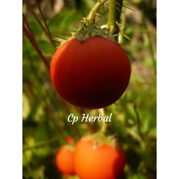 

buah terong pari terong hutan 250gram