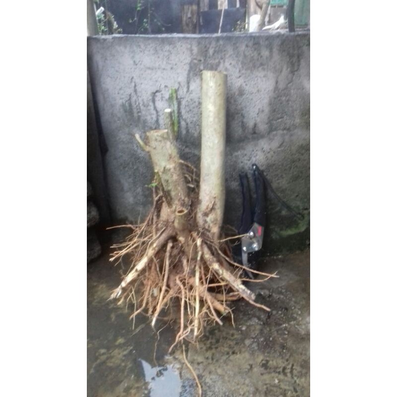 bahan bonsai wahong