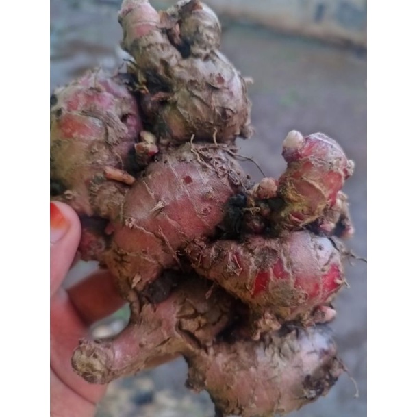 

JAHE MERAH ASLI 1KG