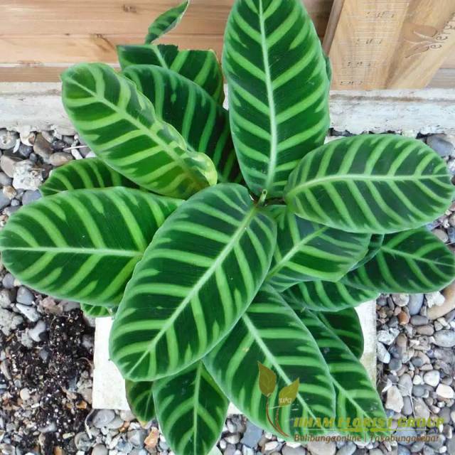  Calathea  Zebrina Kalatea Pisang  Ster  Shopee Indonesia