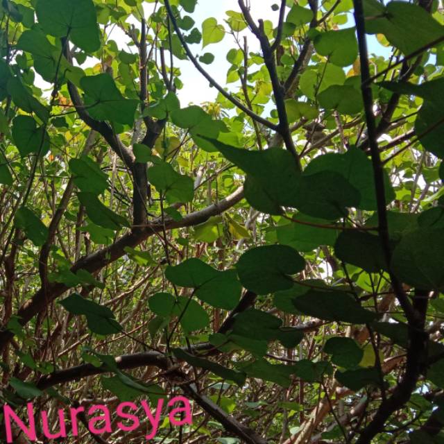 

Daun waru