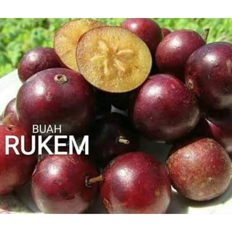 BAHAN BONSAI//TANAMAN BUAH MANIS RUKEM/RUKAM (Indian Plum) PUCUK MERAH LANGKA