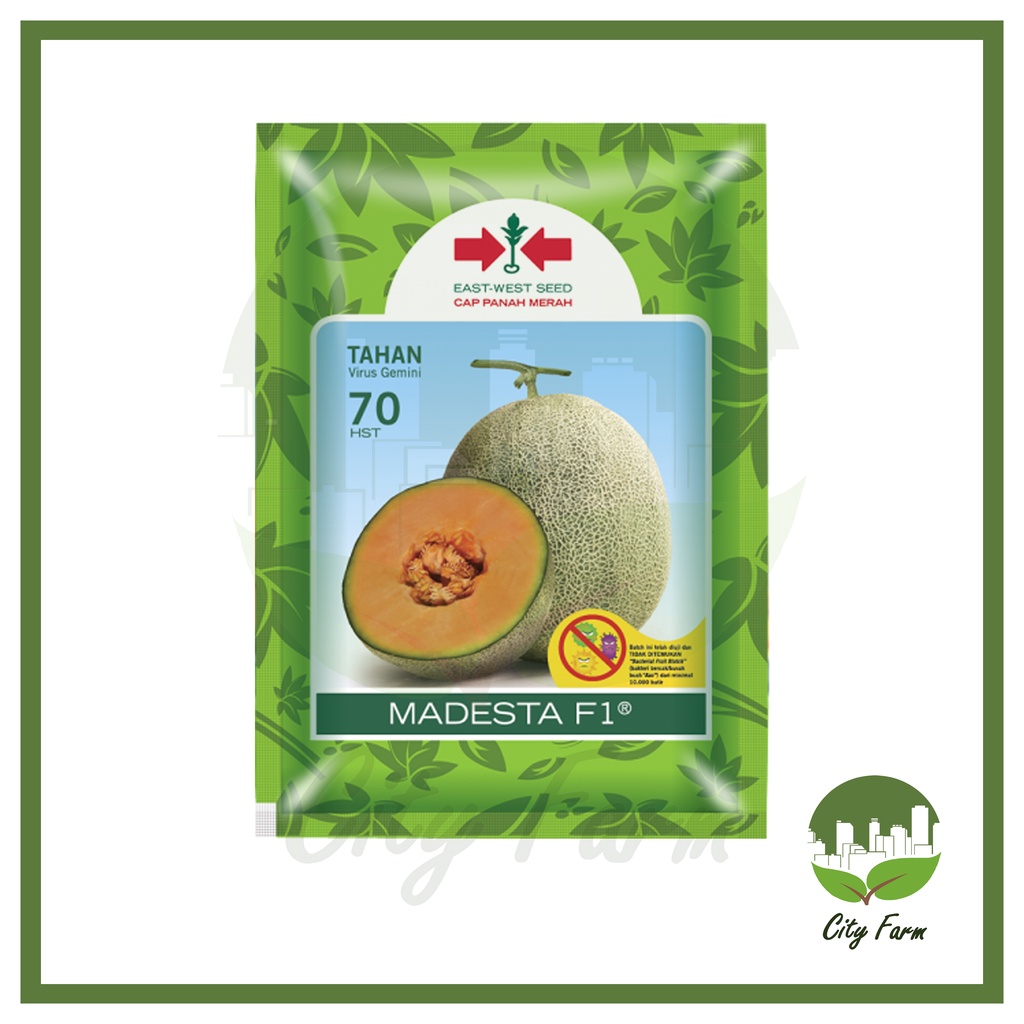 BENIH MELON MADESTA SP (40 BTR) PANAH MERAH