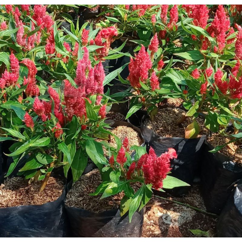 Tanaman Hias Bunga Jengger Ayam - Tanaman bunga jengger ayam