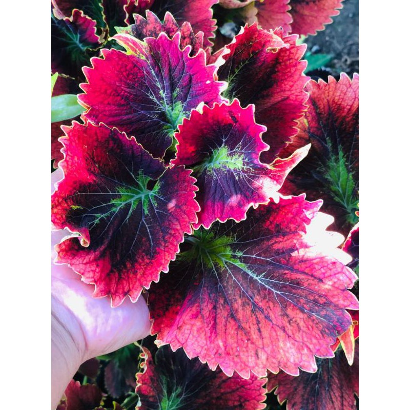 miana_premium/miana_langka/jawerkotok/coleus