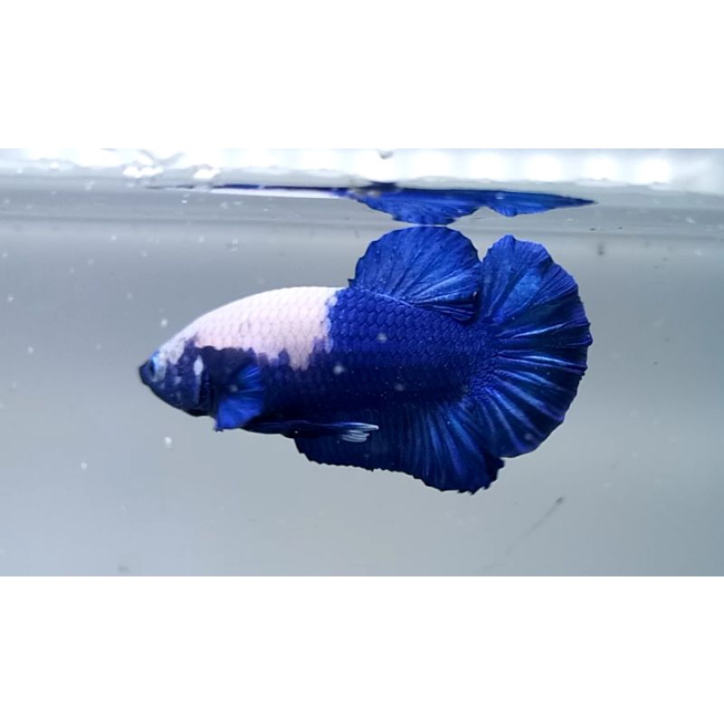 Real Pict Ikan Cupang Blue Panda line Bluerim