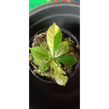 tanaman hias pohon kopi varigata langka