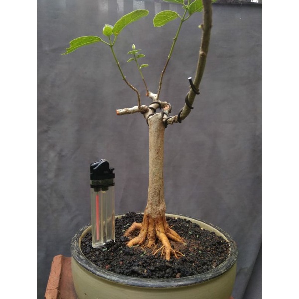 Jual Bonsai Sancang Shopee Indonesia