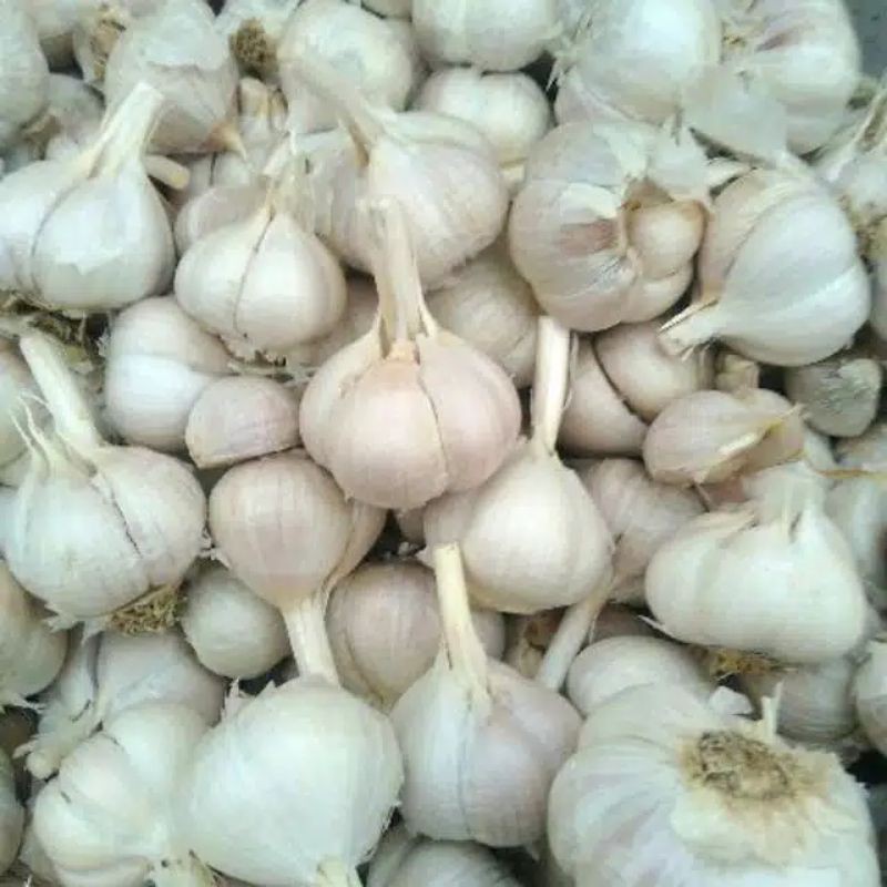 

bawang putih kelanting 250gm