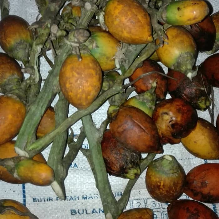 

terabaru buah pinang atau jambe tua segar 1kg segar