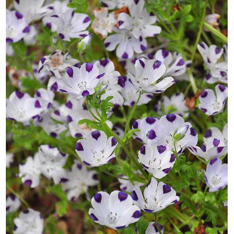 Benih Bibit Biji - Bunga Nemophila Five Spot Flower Seeds - IMPORT