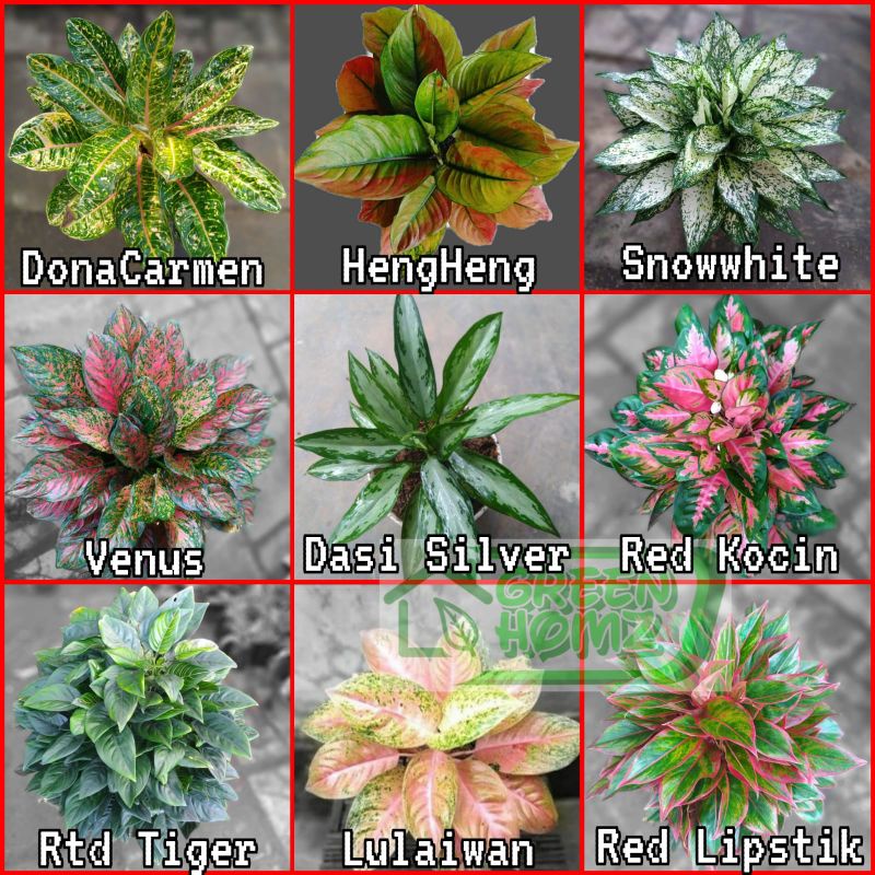 paket 9 pohon tanaman aglonema remaja berdaun 4-6