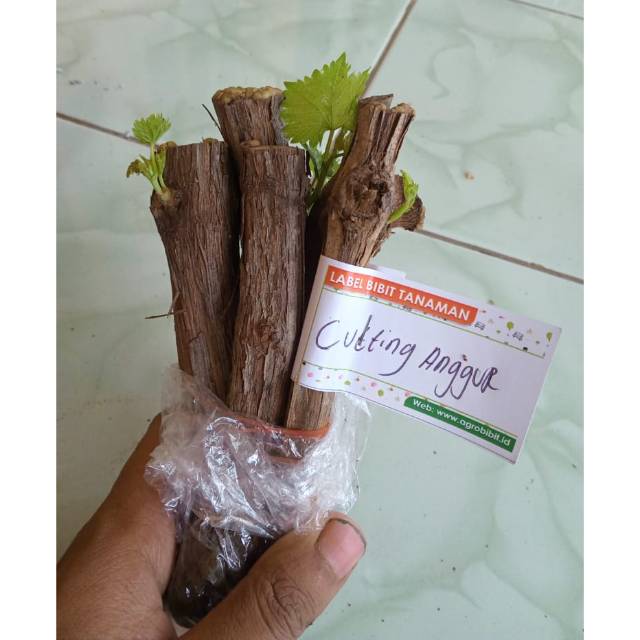 Paket Cutting Anggur Lokal ,beli 1 isi 5