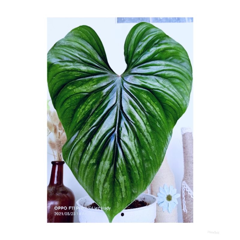 Philodendron Plowmani blackface