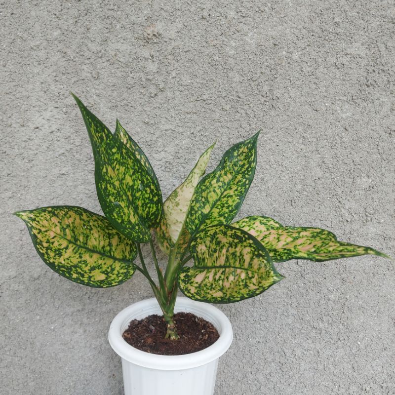 AGLONEMA RUBY ORANGE