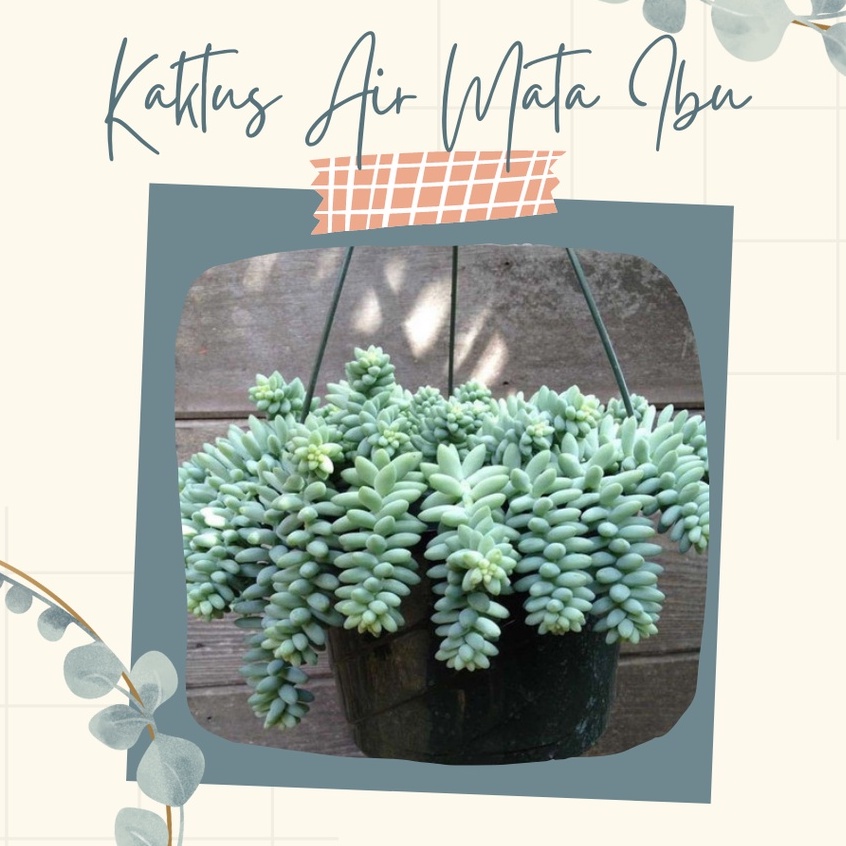 Kaktus Anggur Air Mata Ibu Tanaman Hias Sekulen Air Mata Ibu Bunga Gantung Air Mata Ibu