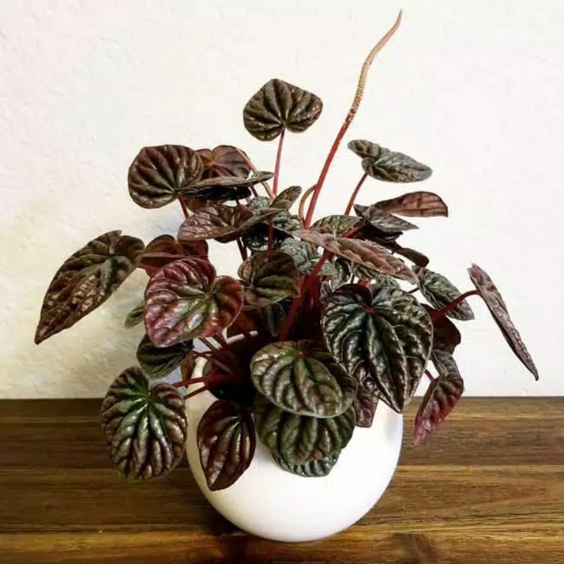 Tanaman Hias Peperomia Caperata Merah/Peperomia Merah