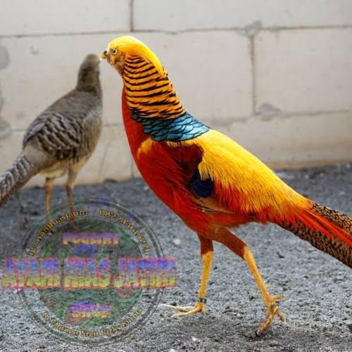 

TELUR AYAM HIAS RINGNECK PHEASANT JENIS GOLDEN FERTIL ASLI UNTUK DITETASKAN