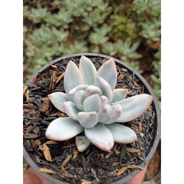 Sukulen Echeveria Simonoasa Varigata Bonus Pot