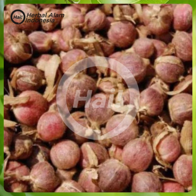

kapulaga segar - kapulaga fress pilihan 100gram HAI STORE