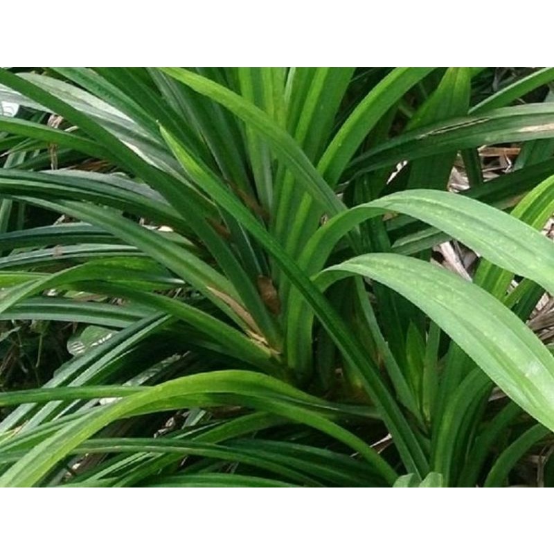 

Daun pandan segar per lembar