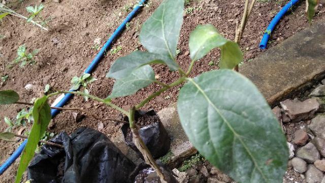 Diskon Bibit Tanaman Buah Alpukat Hass Australia