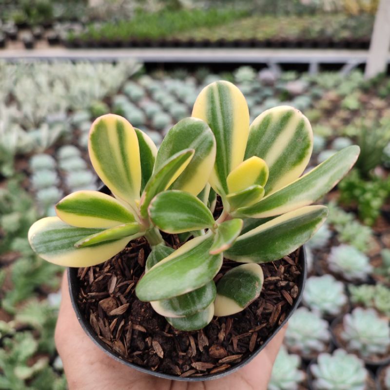 Crassula Ovata/Jade Plant Variegated | D 10cm