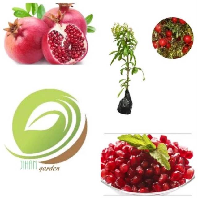 Bibit pohon tanaman buah delima merah (obat herbal)