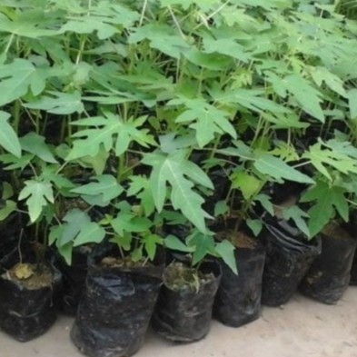 Bibit Pepaya Kalifornia