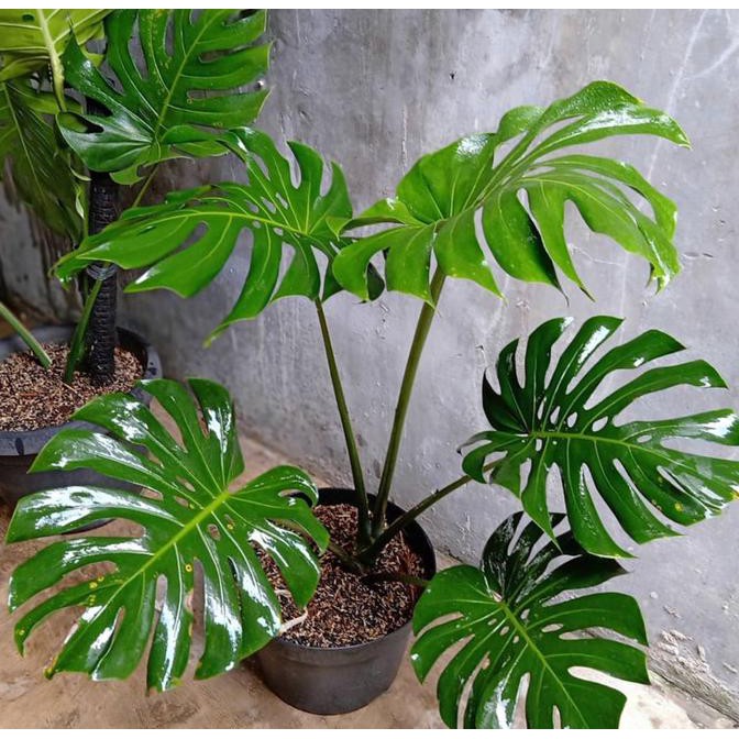 Tanaman Hias Monstera King Deliciosa-Tanaman Hidup-Monstera Auliastorejkt