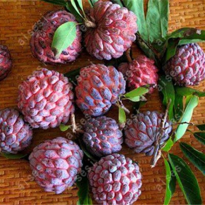 Jual Buah Srikaya Merah Segar 1 Kg Shopee Indonesia 