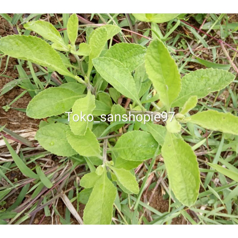 

Daun dewa segar atau sambung nyawa murah meriah 300gr