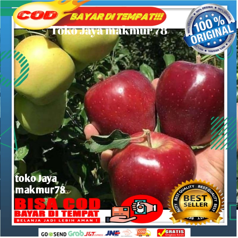 bibit apel fuji hasil cangkok