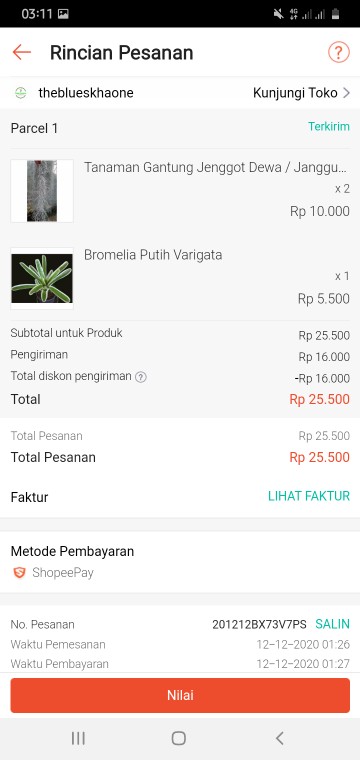 Tanaman Hias Aechmea Gamosepala/bromelia Jagung/bromelia Putih Varigata