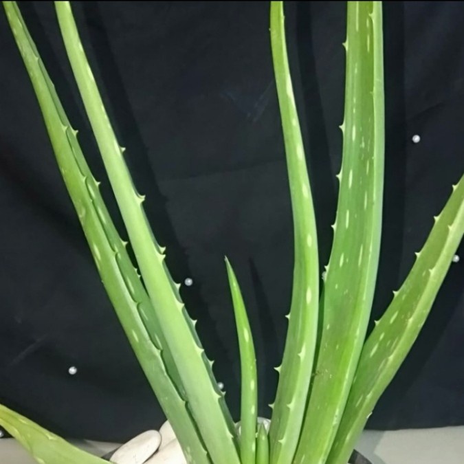 Lidah buaya tanaman / tanaman herbal lidah buaya