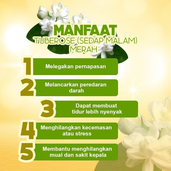 Dupa/ Hio Wangi Harum Baladewa 39 cm 5 Kg 1.4 mm Tuberose merah