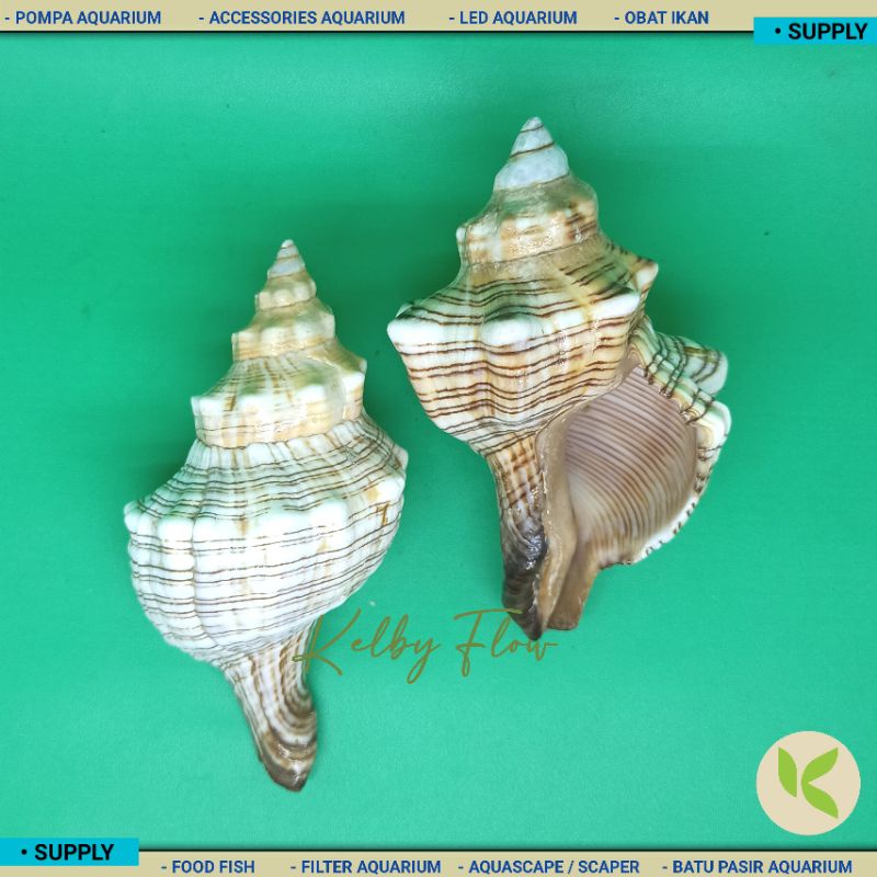 HIASAN AQUARIUM KEONG KERANG PANTAI AKUARIUM AQUASCAPE