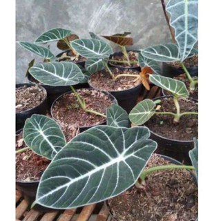  Tanaman hias alocasia  black velvet Shopee Indonesia