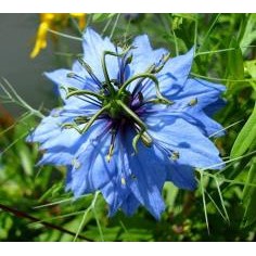 BENIH BUNGA LOVE IN A MIST PERSIAN JEWELS ECER 4 BIJI bibit bunga nigella tanaman hias import F1 mr fothergills