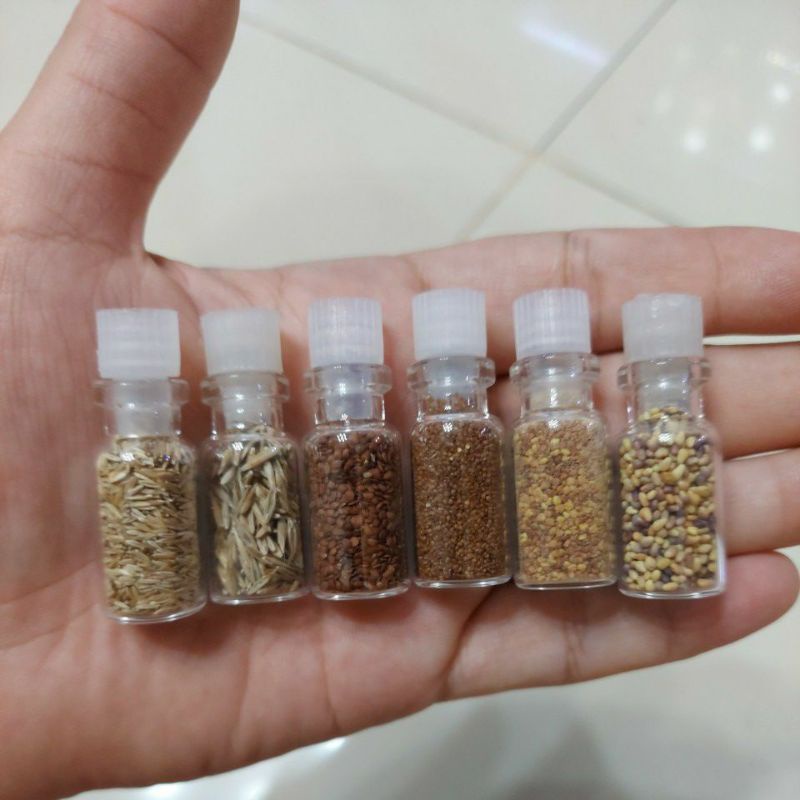 Bibit Benih Carpet / Karpet Seed Aquascape Monte Carlo , Hairgrass